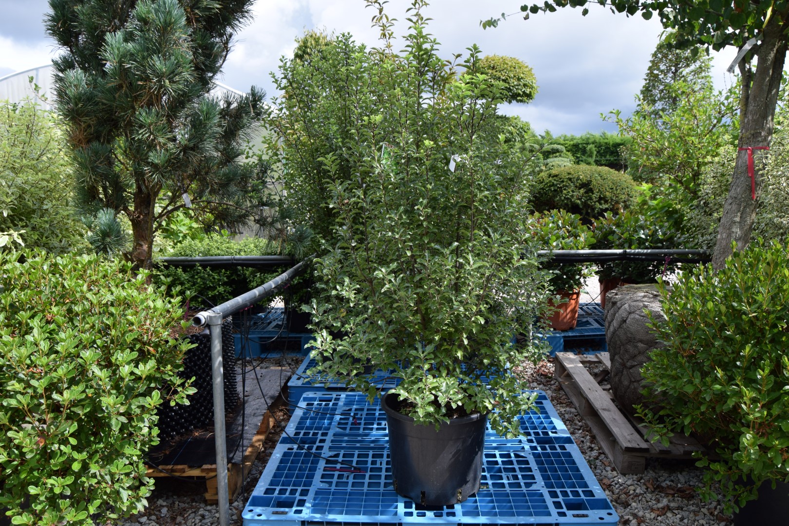 Pittosporum 'Arundel Green'